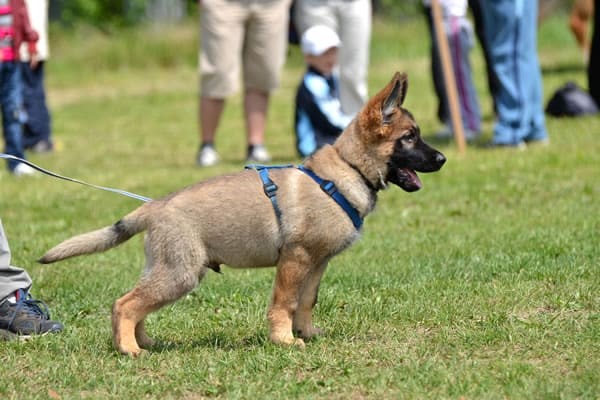 german-shepherd-puppy-training