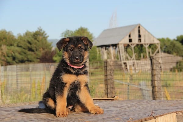 start training a German Shepherd puppy